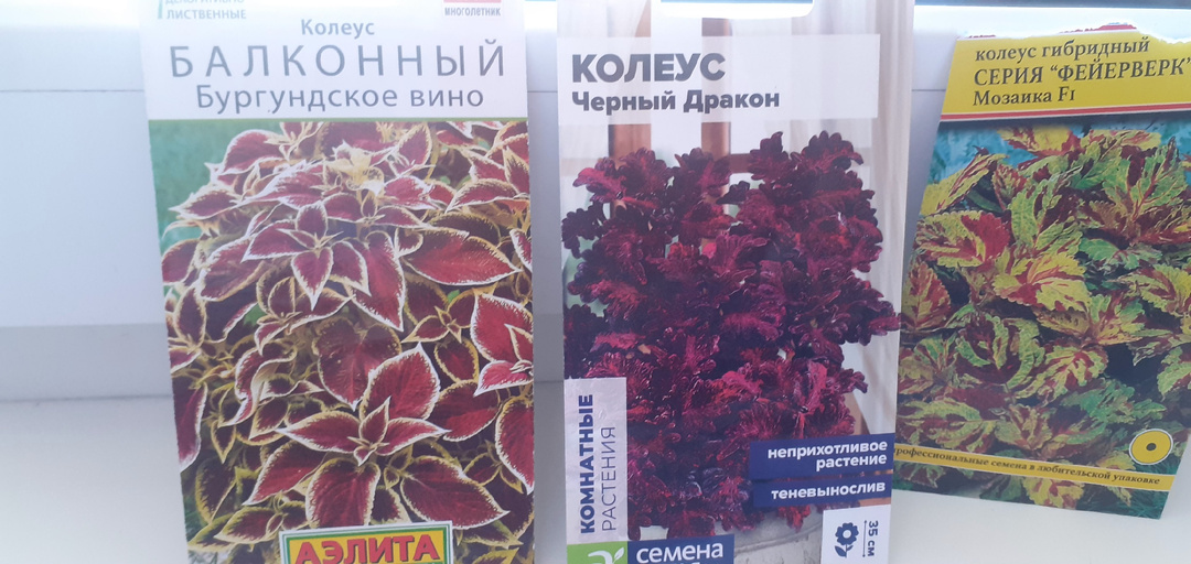 НАШИ ТАКИЕ РАЗНЫЕ КОЛЕУСЫ (КРАПИВКА).