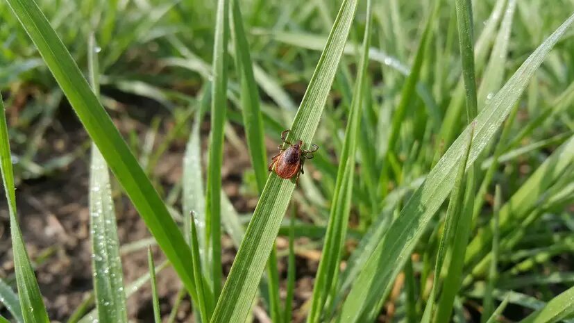    Источник: russian.rt.com Вероника