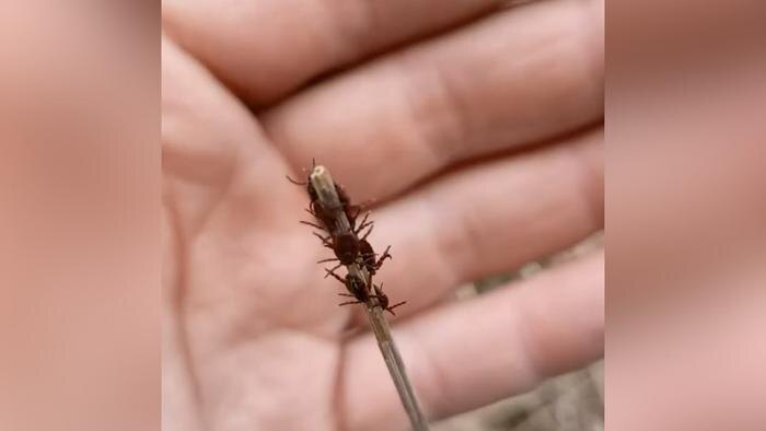 За одну прогулку в Белоруссии мужчина собрал более 140 клещей. Обложка © Telegram / SHOT