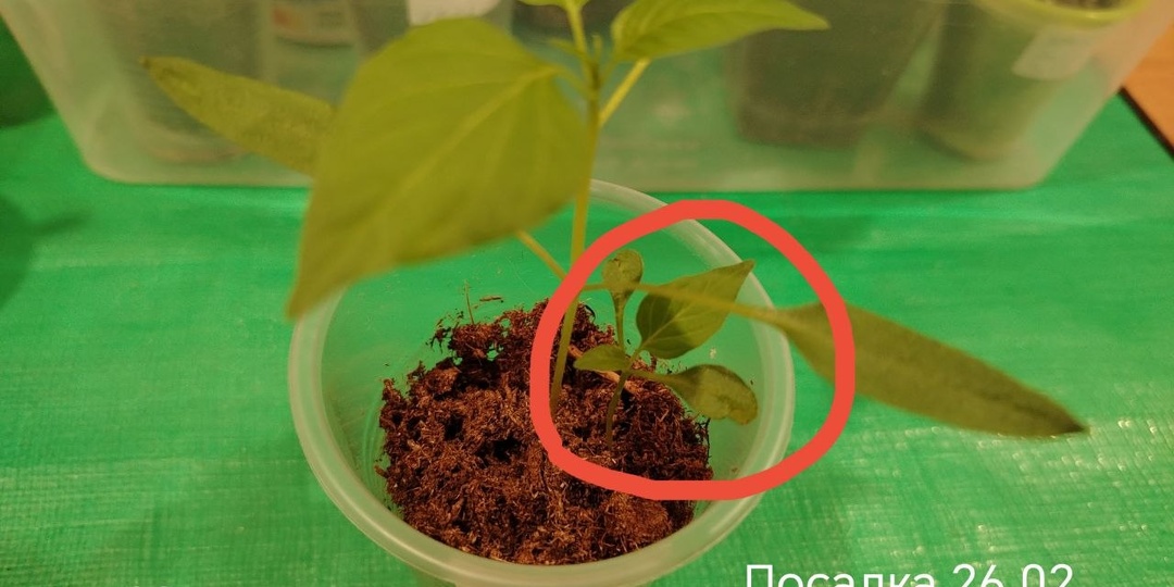 Что на самом деле влияет на всходы перца