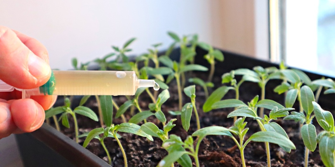 Я была приятно удивлена результатами! Янтарная кислота — это настоящее открытие для тех, кто хочет вырастить здоровую рассаду.