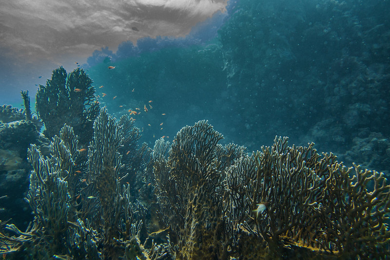     Подводный мир    
(сс) Alexander Röck