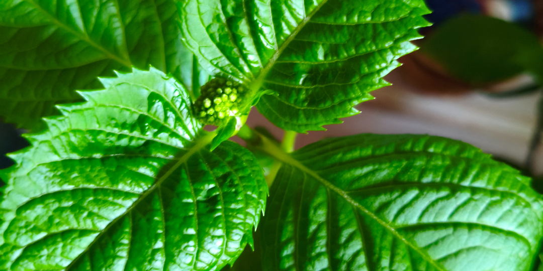 Цветочные новинки.