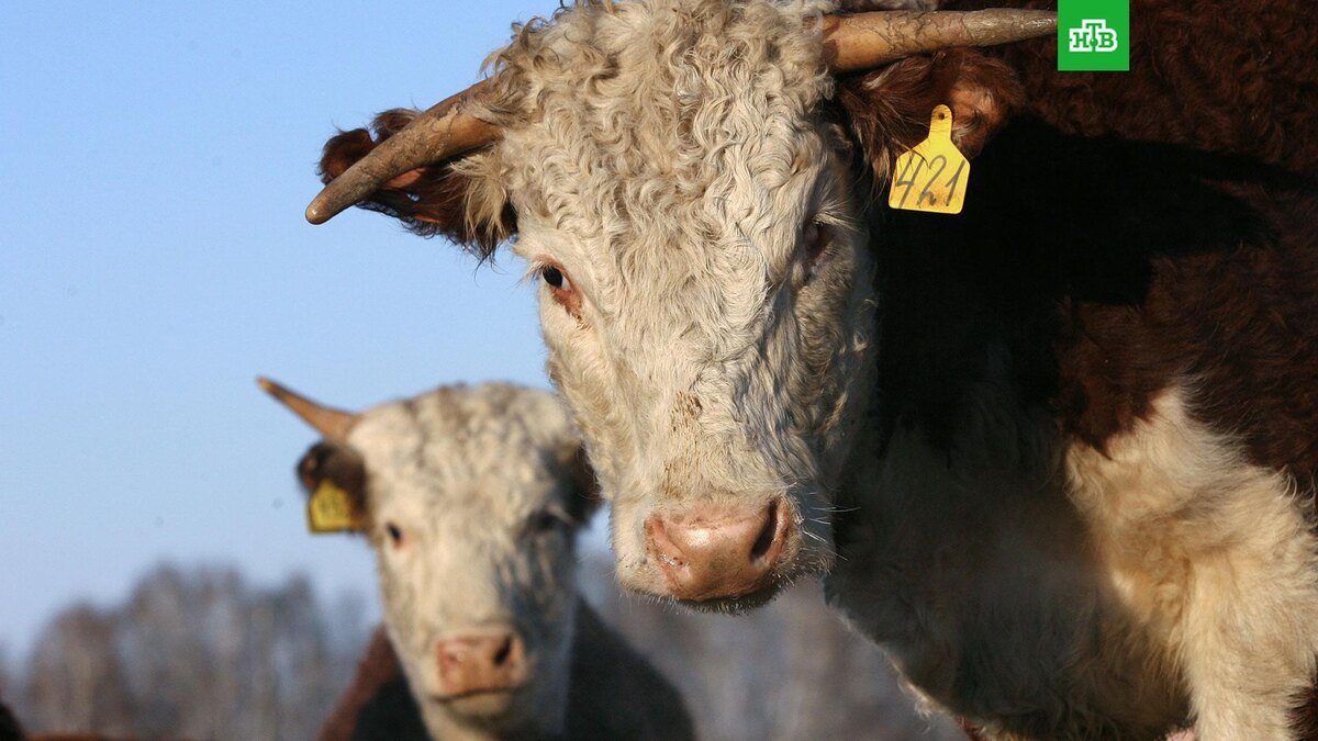    Фото: РИА Новости © 2026, Валерий Титиевский