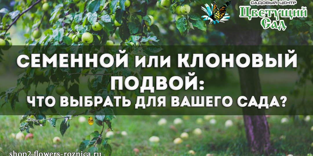 Семенной или клоновый подвой: что выбрать для вашего сада?