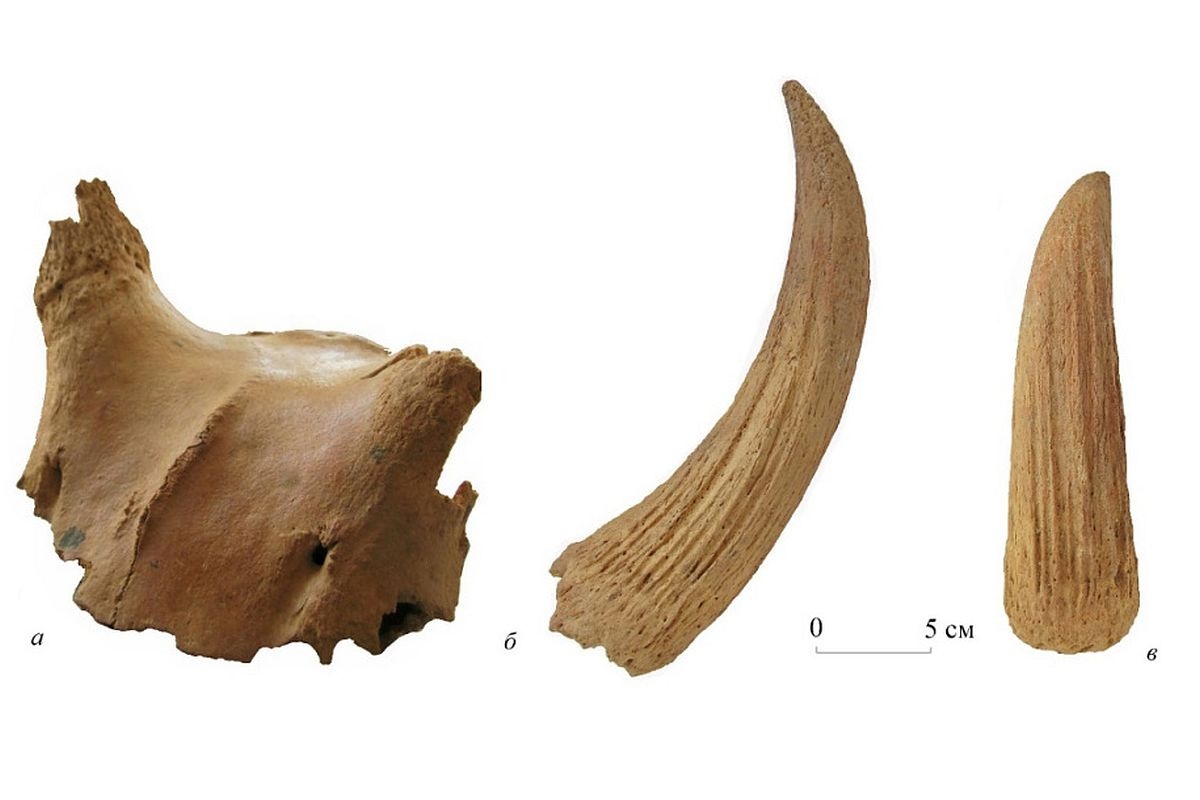    Новый подвид назвали Leptobos etruscus flerovi - в честь известного советского палеонтолога и художника-анималиста Константина Флерова (1904-1980). / paleo.ru