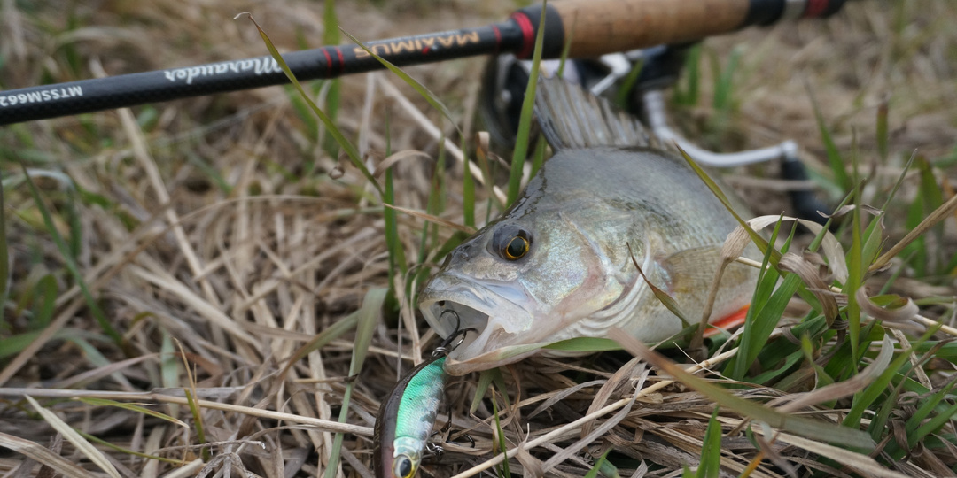 Открытие сезона: весенняя ловля окуня на спиннинг