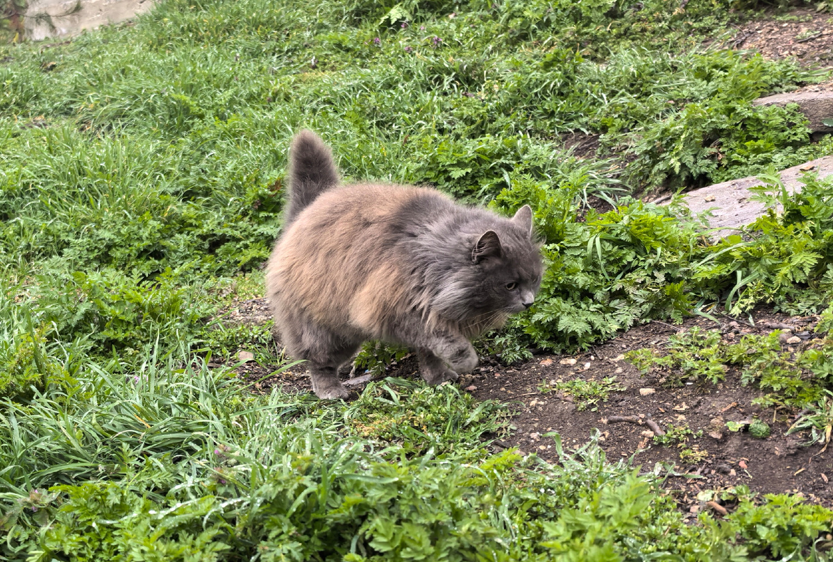 И куда тебя несёт