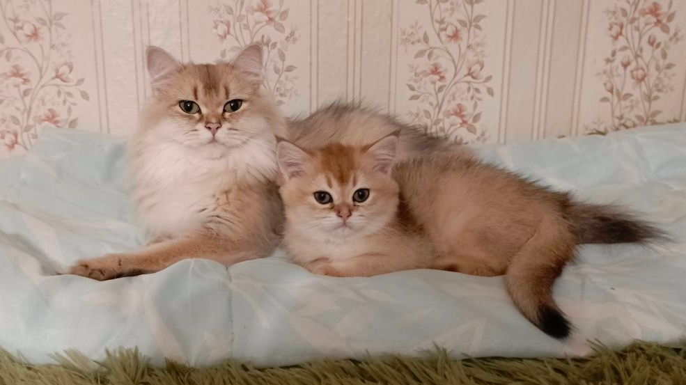 Мама Тигра и сын