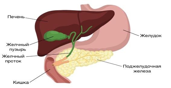 Три Месяца После Удаления Желчного. Есть Или Не Есть? Что Же Я Ем И Главное Сколько?