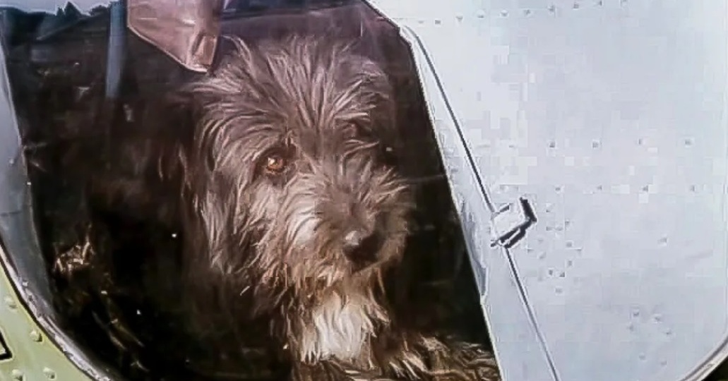 Собака в кадре.Тест по советскому кино