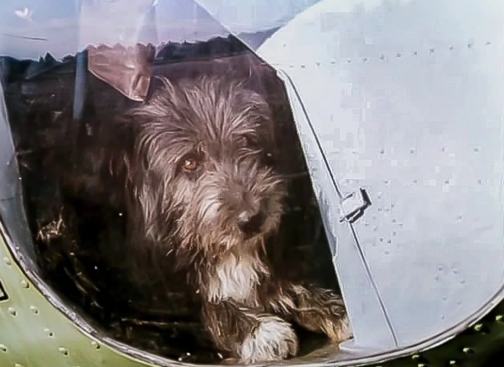 Скриншот автора. Лохматый друг на борту. 