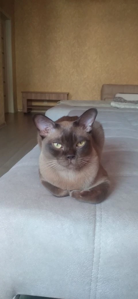 По многочисленым просьбам публикую образ Великого Магистра Ордена Хаоса Соломона