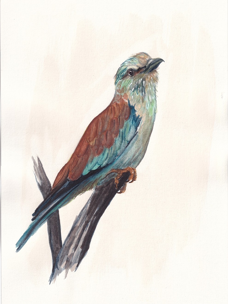 Мария Вяльшина, Птицы Таманского полуострова: Сизоворонка, бумага, акварель, А4