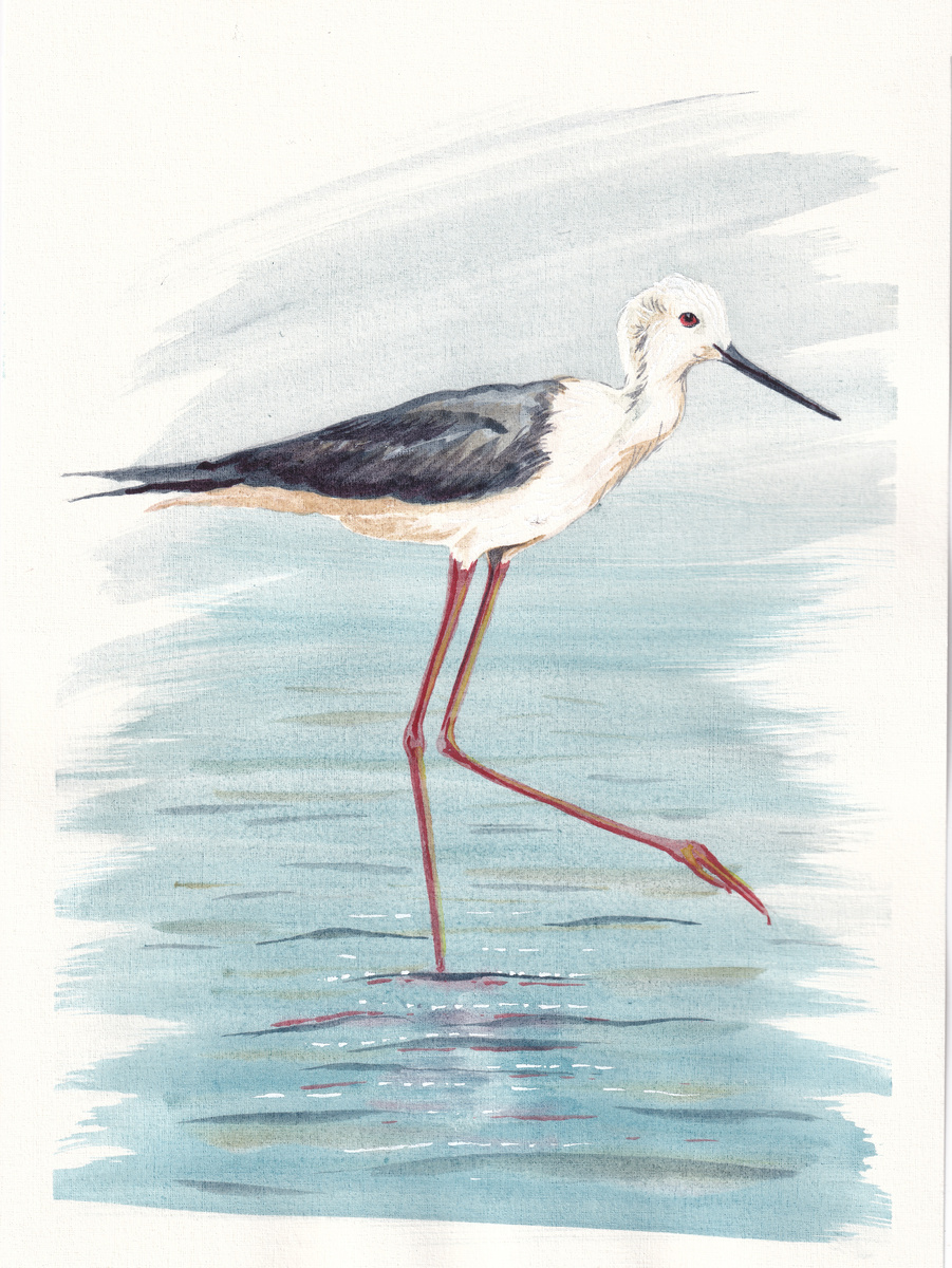 Мария Вяльшина, Птицы Таманского полуострова: Ходулочник, бумага, акварель, А4