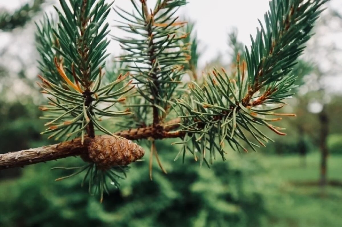    В Ярославской области вырубили молодого леса на 3 млн рублей