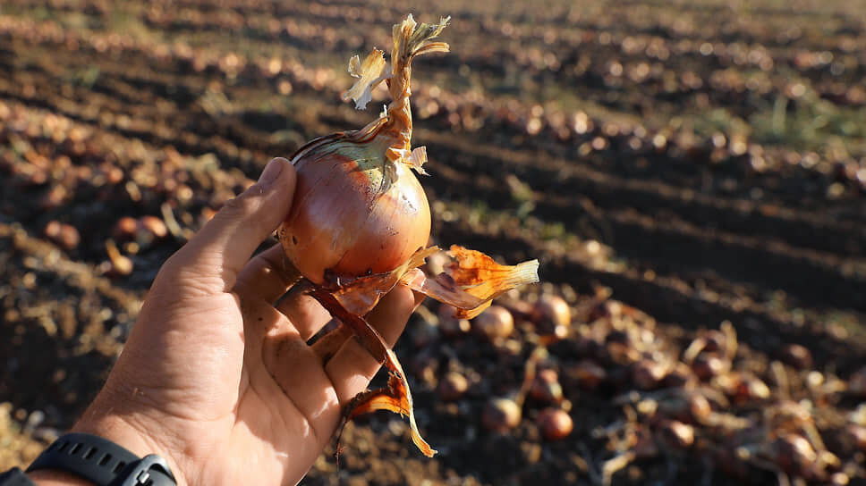 Фото: Артем Краснов / Коммерсантъ