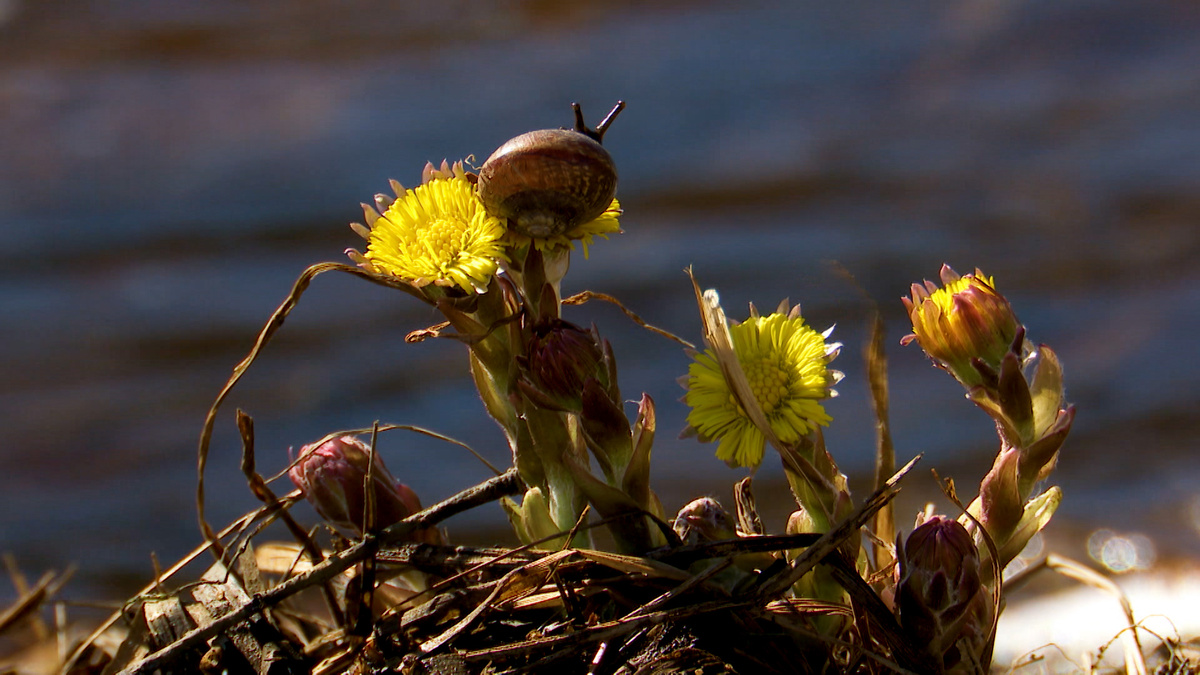    Фото: ГТРК «Карелия»