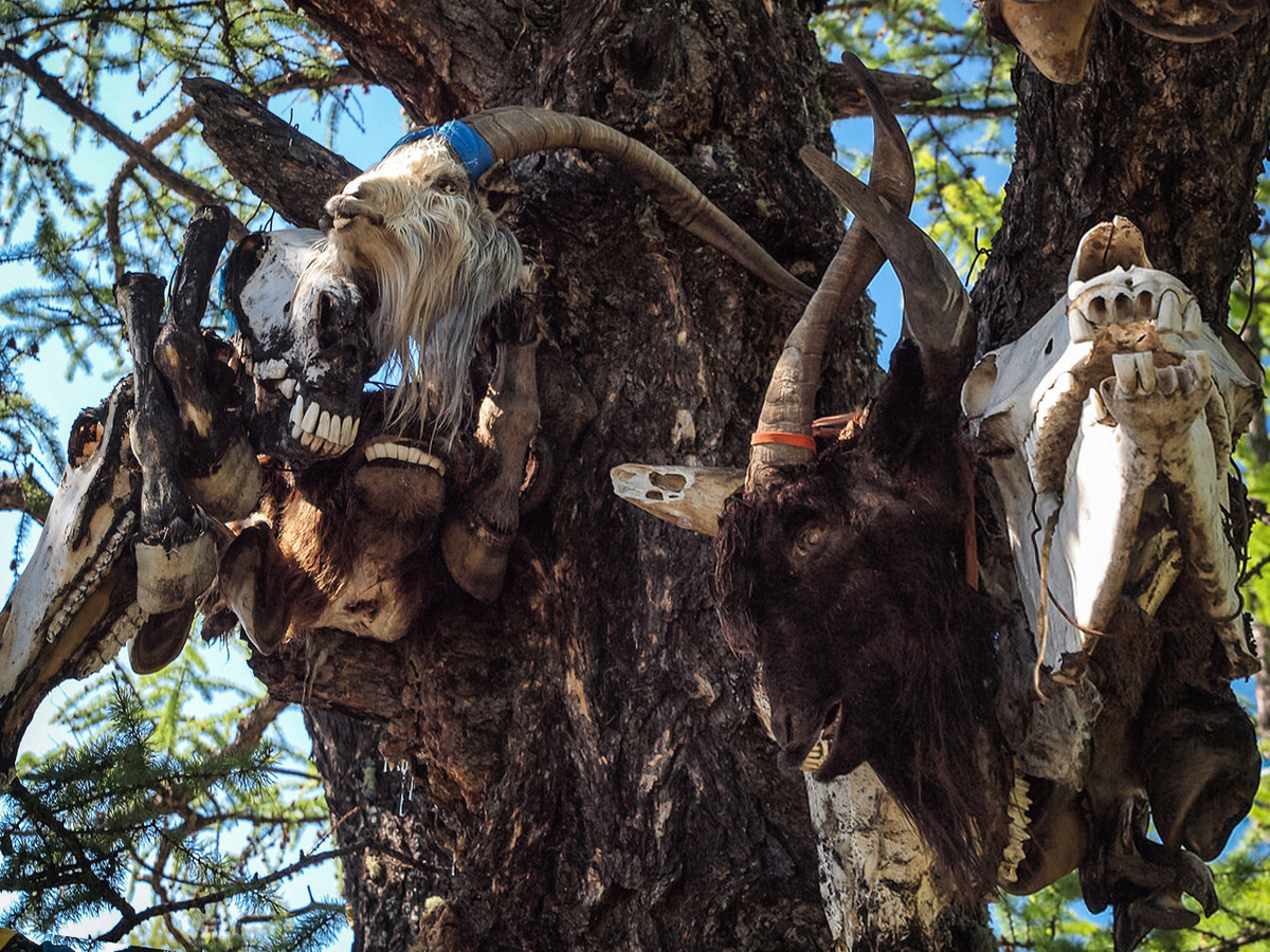 Загадки Горного Алтая: древние обряды жертвоприношения и священные деревья. Узнайте значение ритуала Тайылга, почему черепа животных оставляют в горах и как это связано с духами Алтая.