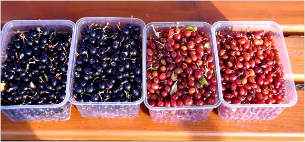 Лучшие сорта черной смородины: секреты успешного урожая и продажи