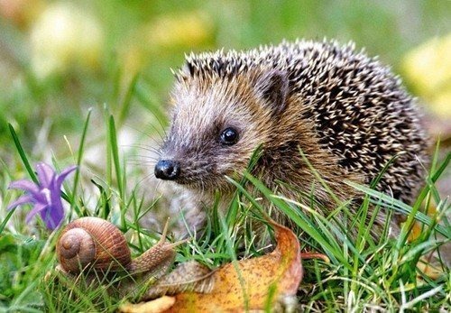 Изображение взято с сайта https://myseldon.com/ru/news/index/230898081