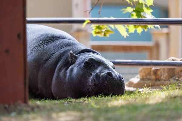 Летом 2017 года из Швеции в Московский зоопарк привезли самку карликового бегемота. Зимой самка обитает в теплом павильоне с большим бассейном, а в жару выходит на улицу.    
 
 Трансляция в вольере бегемота / Московский зоопарк   📷