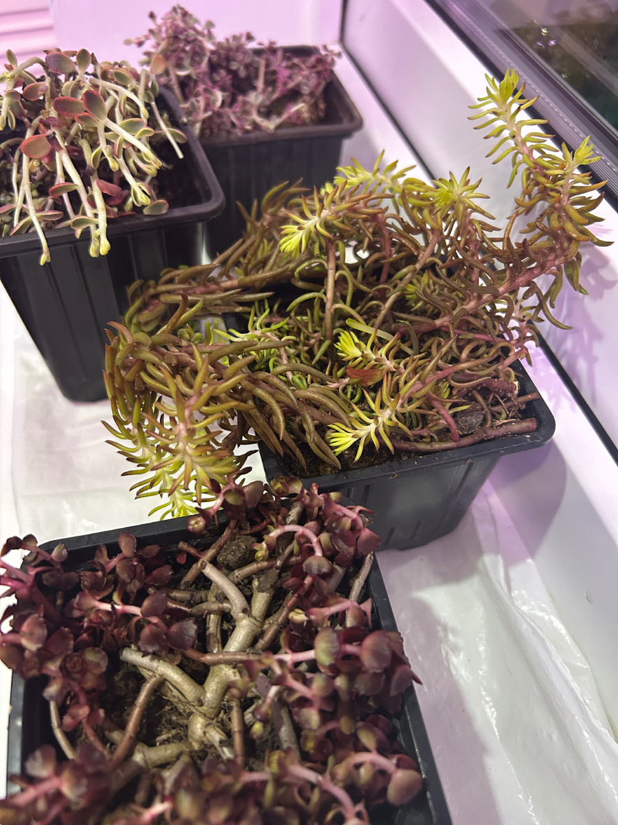 Ну чем хуже бриллиантов? Фото Мой второй сад