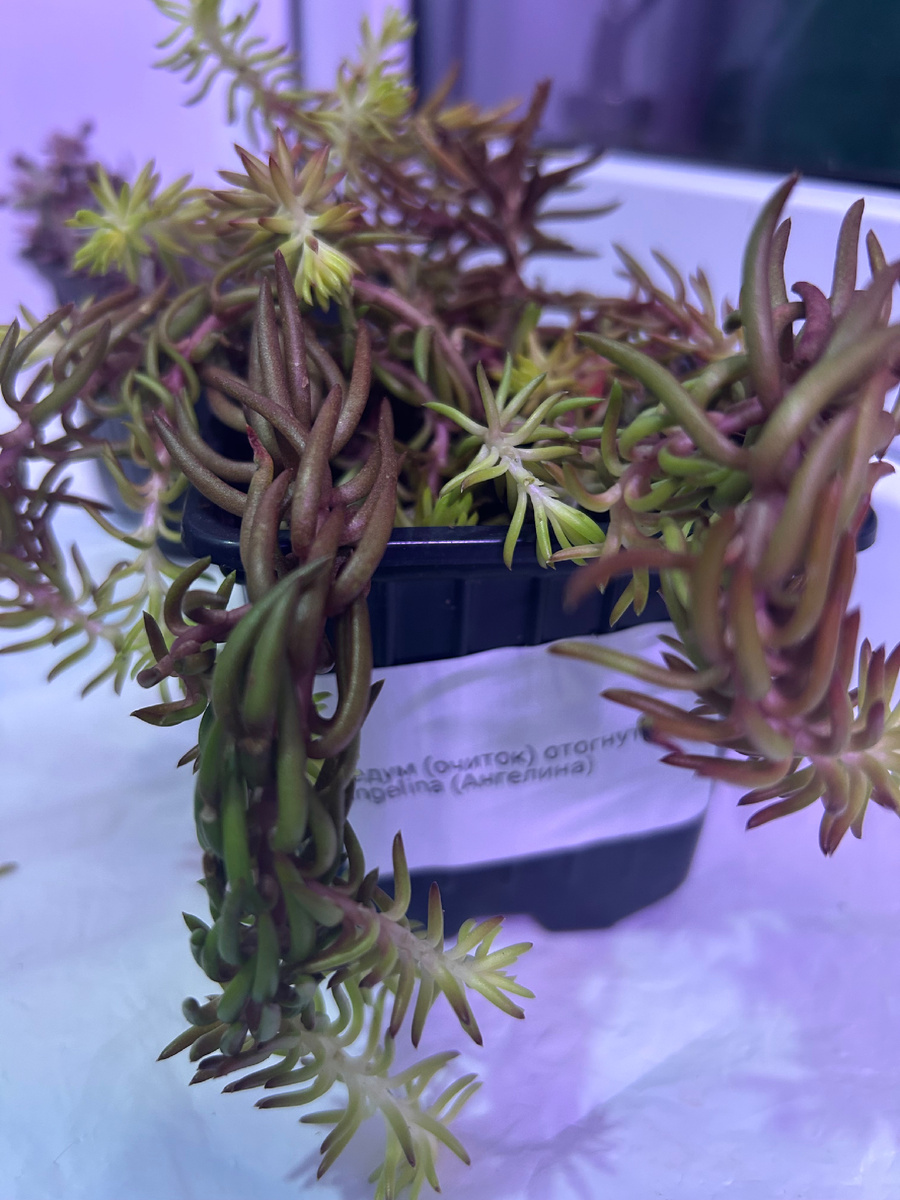 Немного переросший, но можно почеренковать. 