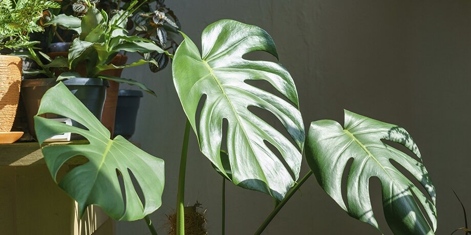    Фото: 123RF.com/kantyasmiley