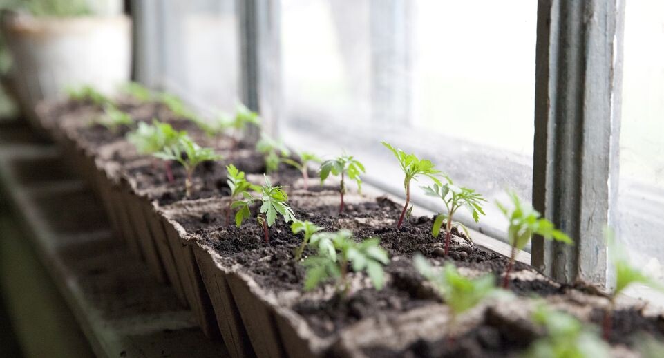    Рассада на подоконнике / Медиасток.рф