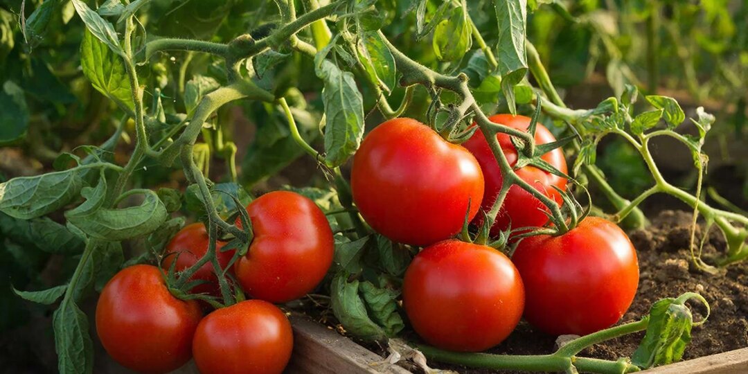 О чем не рассказывают гостям помидорной столицы: сызранские женщины шокировали выращиванием томатов интимном месте