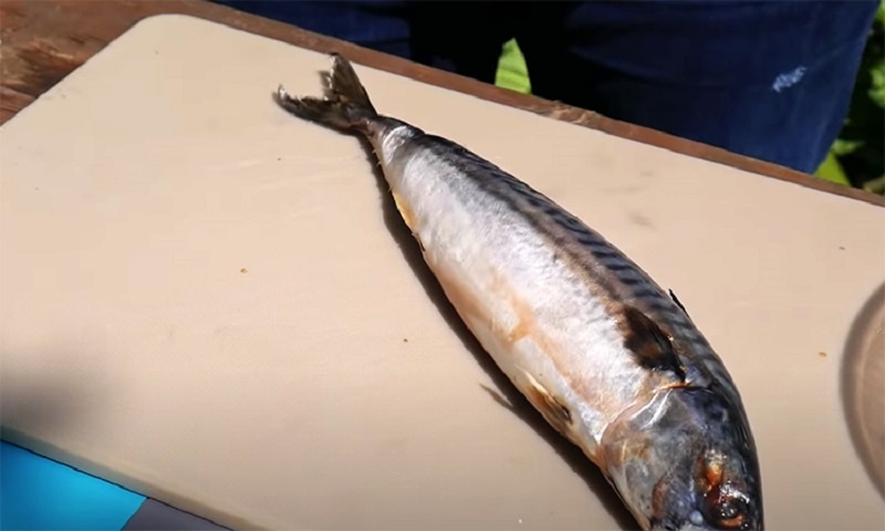 Холодное копчение скумбрии без лишних сложностей: доступный способ вкуснее магазинного