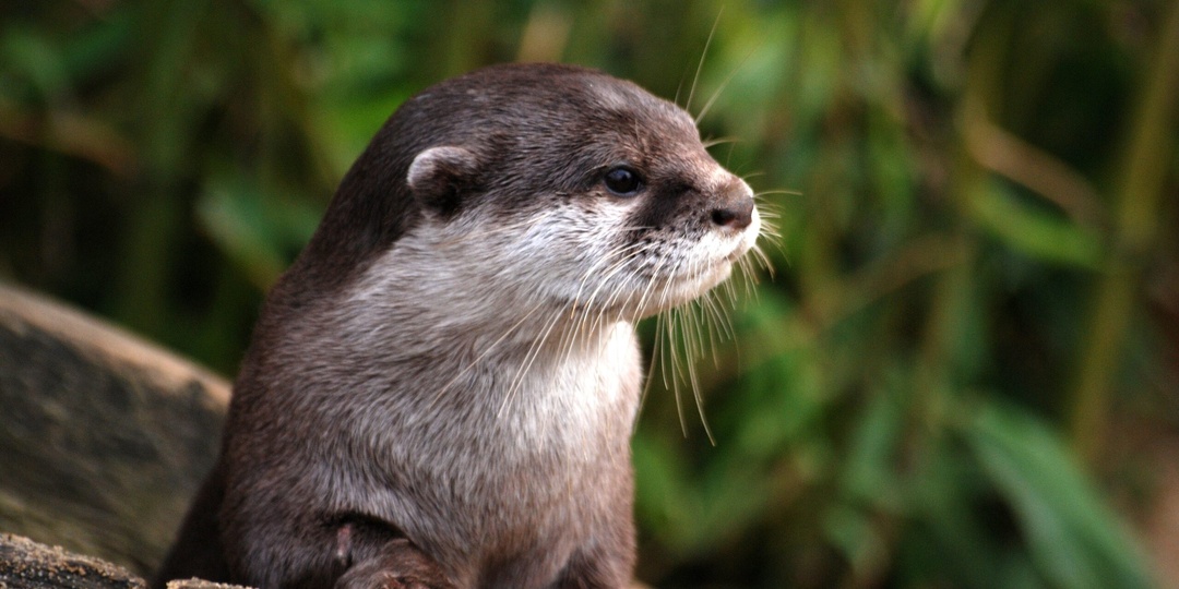 В США разъяренная выдра напала на женщину