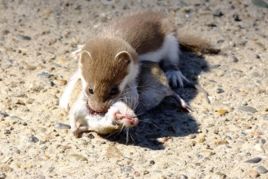 Изображение взято с сайта https://zooofoto.ru/khorek-dikii-chem-opasen.html