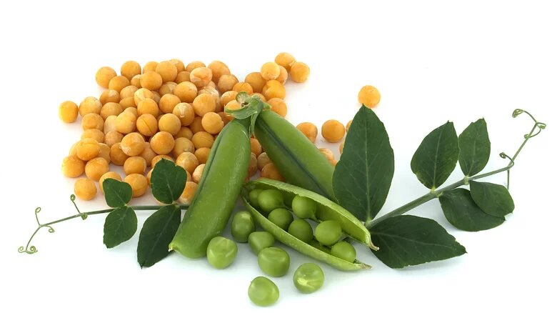 Зеленый и желтый горошек - родственники 