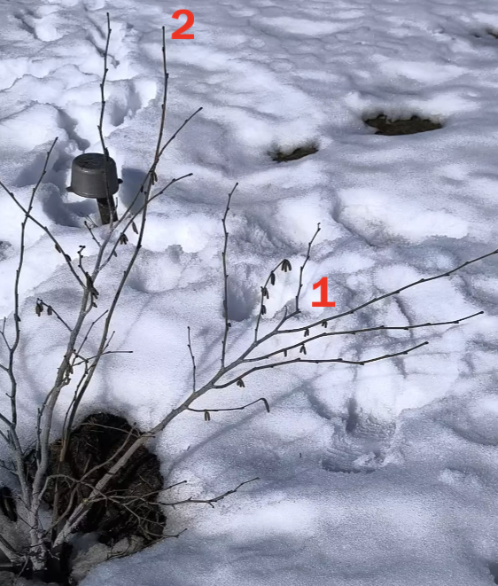 1. Трёхлетний стволик с развитыми боковыми побегами, на которых заложились серёжки с пыльцой и женские почки. 2. Длинный однолетний хлыст без побегов.