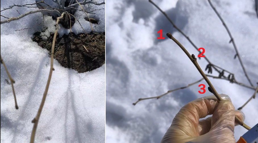 Длинный однолетний побег выпустит веточки из каждой почки, если мы удалим его верхушку. Режем на вторую или третью почку, в зависимости от того, куда хотим направить рост ветки.