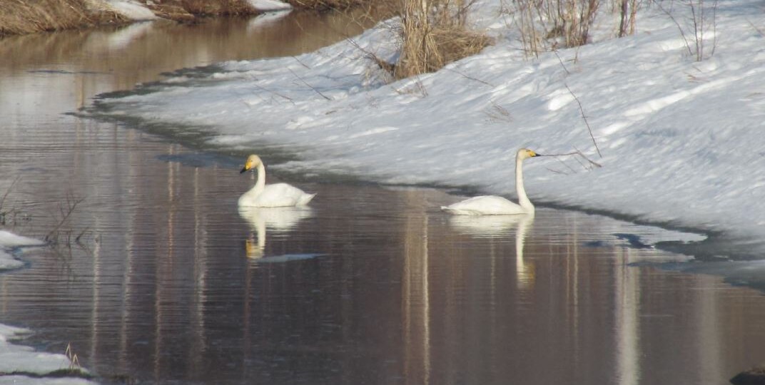 Совершенно весенняя история из детства