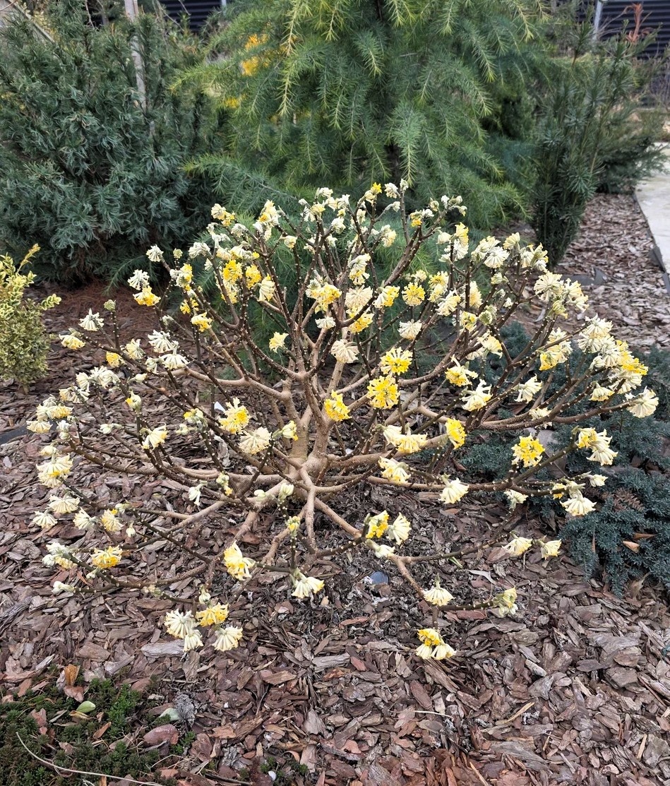 Цветение Edgeworthia chrysantha 'Grandiflora' в моем саду. Анапа. Март.