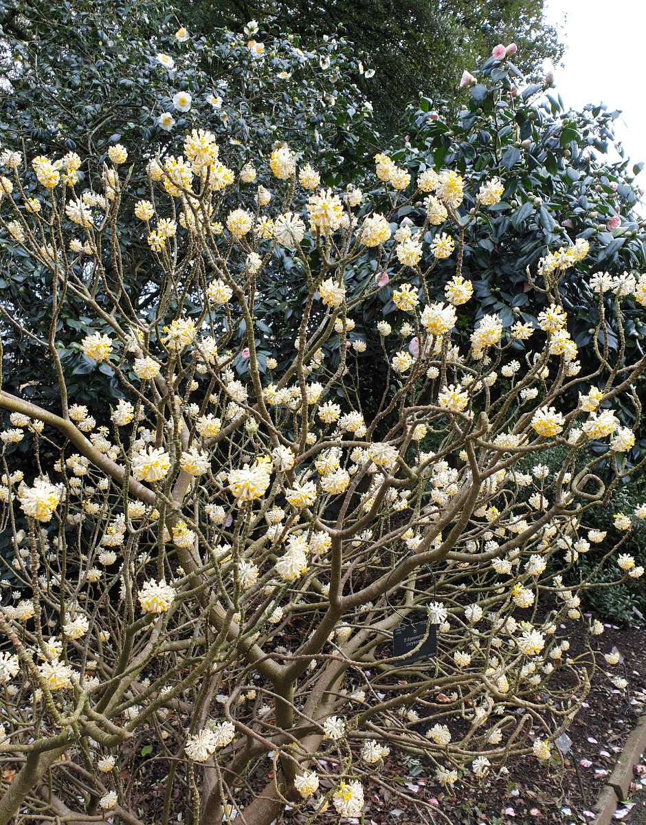 Эджвортия в Kew Gardens, Лондон, февраль.
