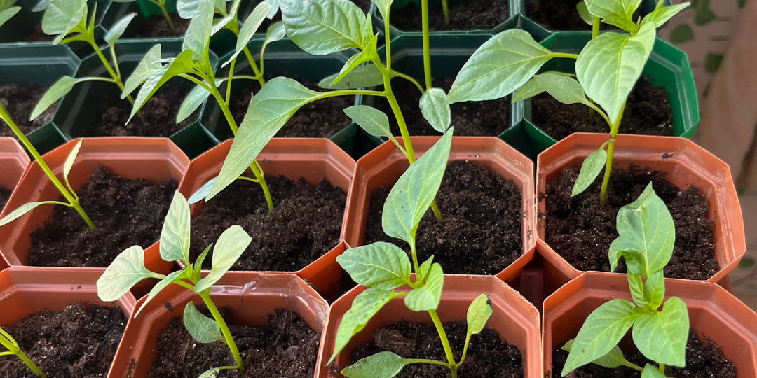 Помидорная медитация.