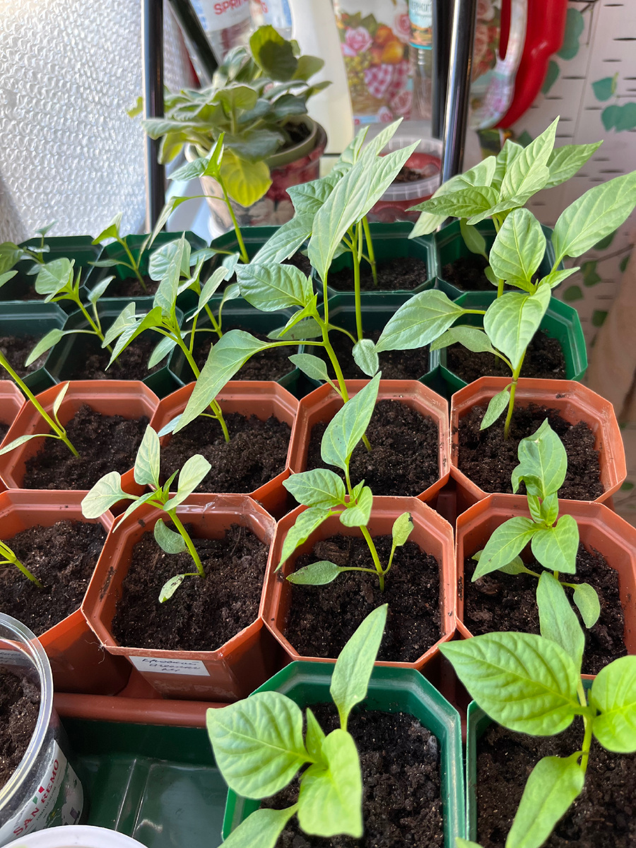 Вот такие они сейчас.