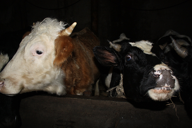 На тверской ферме, где погибли коровы, выявлены нарушения ветзаконодательства