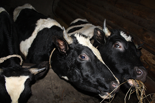 На тверской ферме, где погибли коровы, выявлены нарушения ветзаконодательства