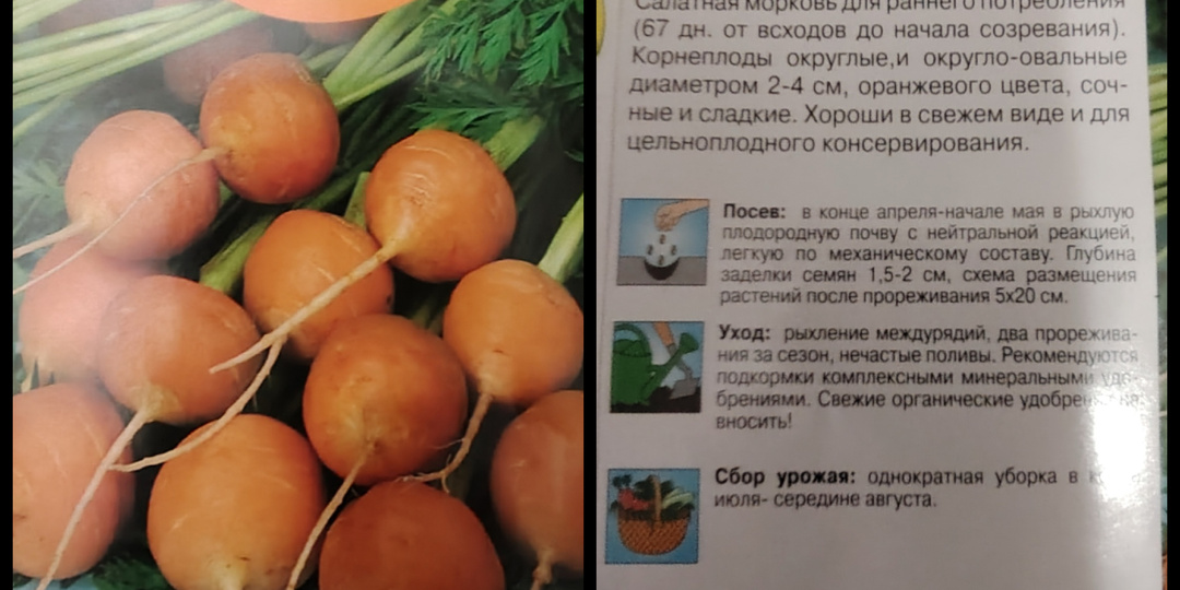 Оранжевая редиска и фиолетовая морковь.