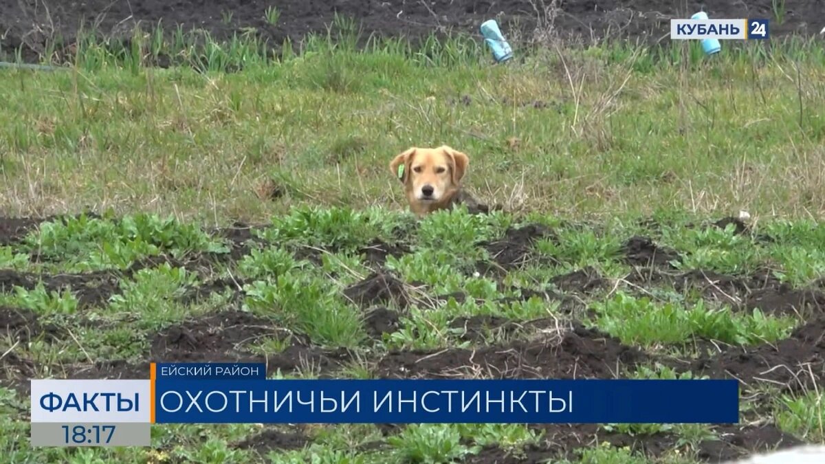    Скриншот видео телеканала «Кубань 24»