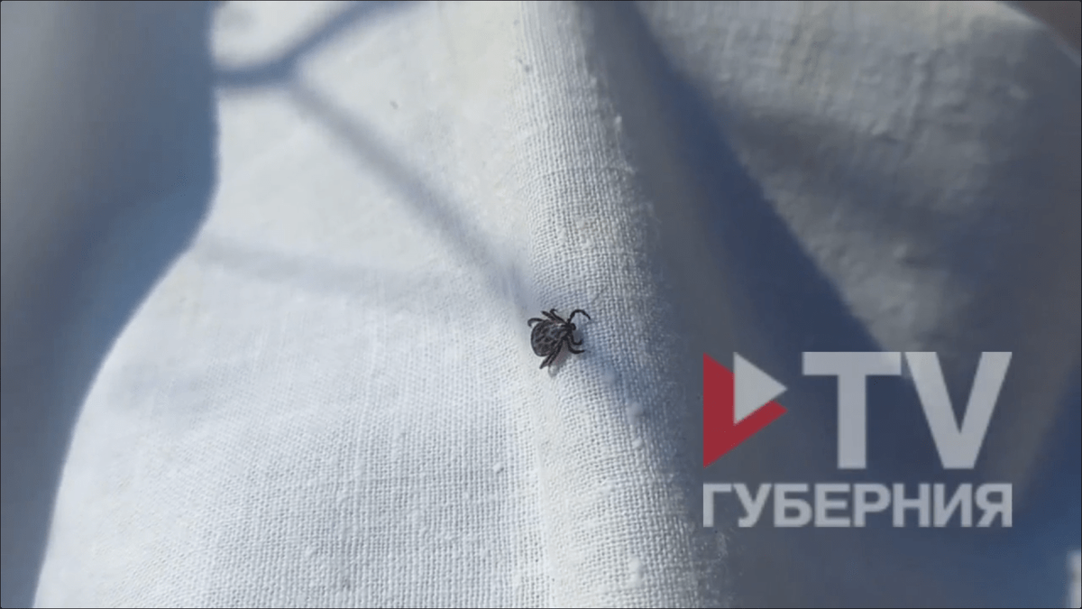     Видео предоставлено очевидцем