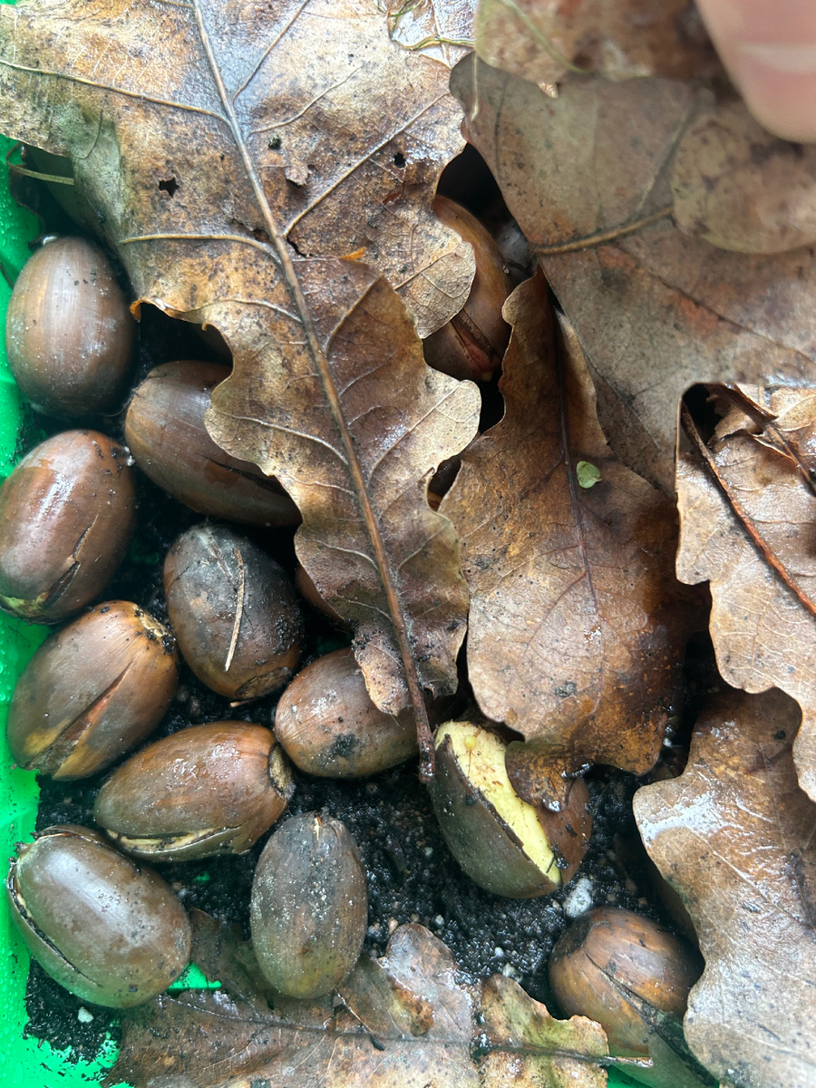 16.03.2026. Набухшие, прикрыла листьями. Пусть попреют