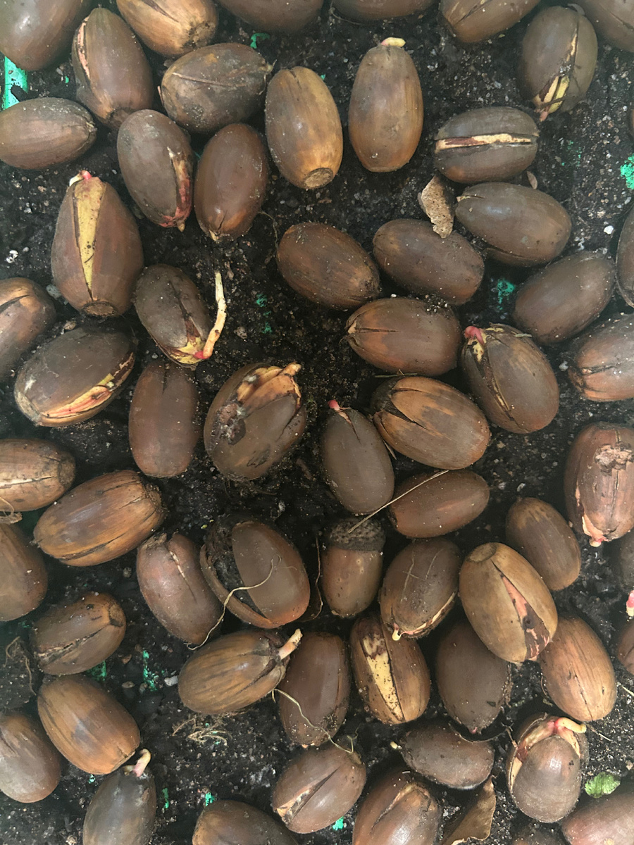 Росток - это корешок. Деревце будет позже