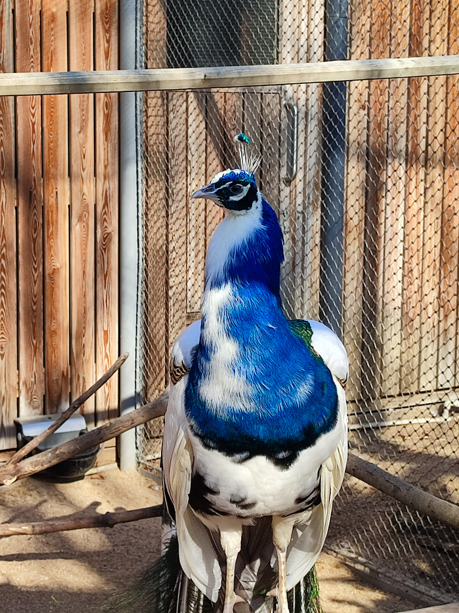 Красавец павлин